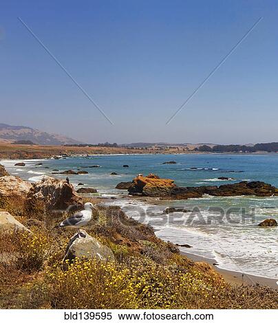 Seagull on rocky beach, Big Sur, California, United States View Large Photo Image Stock Photography - Seagull on rocky beach, Big Sur, California, United States. Fotosearch