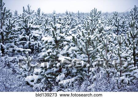 Stock Image - Snow covered trees in forest. Fotosearch