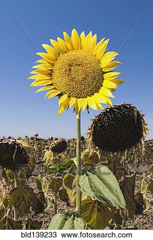 Sunflower growing in field of dead flowers View Large Photo Image Stock Image - Sunflower growing in field of dead flowers. Fotosearch