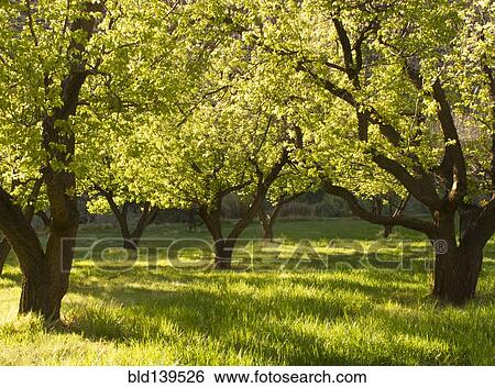 Stock Photograph - Trees in grassy orchard, Capital Reef National Park, Utah, United States. Fotosearch