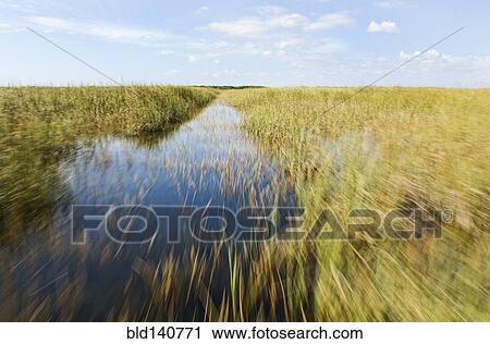 Blurred view of tall grass in remote swamp View Large Photo Image Stock Image - Blurred view of tall grass in remote swamp. Fotosearch