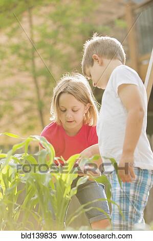 Children gardening in backyard View Large Photo Image Stock Photography - Children gardening in backyard. Fotosearch
