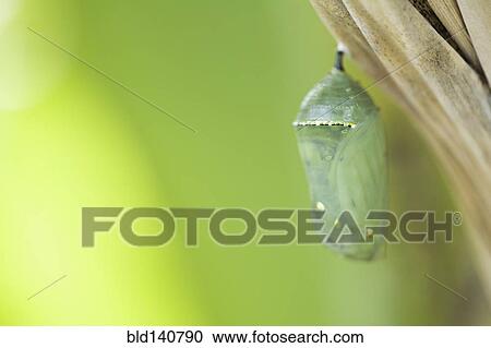 Close up of butterfly cocoon hanging from tree View Large Photo Image Stock Image - Close up of butterfly cocoon hanging from tree. Fotosearch