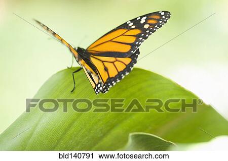 Close up of butterfly standing on leaf View Large Photo Image Stock Image - Close up of butterfly standing on leaf. Fotosearch