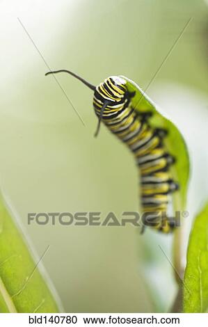 Stock Image - Close up of caterpillar climbing leaf. Fotosearch