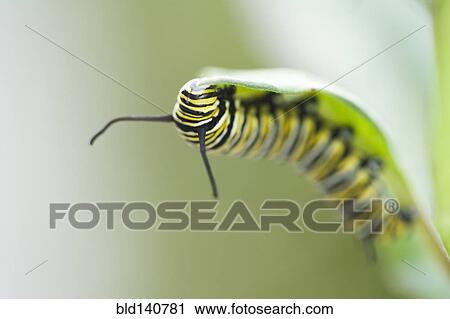 Stock Image - Close up of caterpillar climbing leaf. Fotosearch