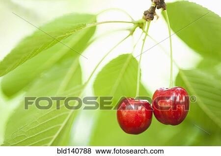Stock Photo - Close up of cherries hanging from tree. Fotosearch