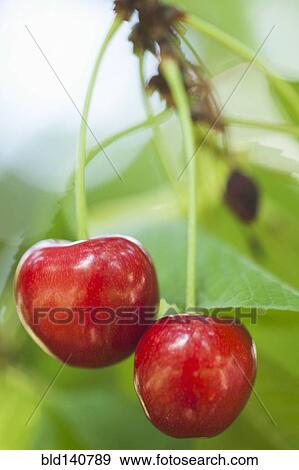 Stock Photo - Close up of cherries hanging from tree. Fotosearch