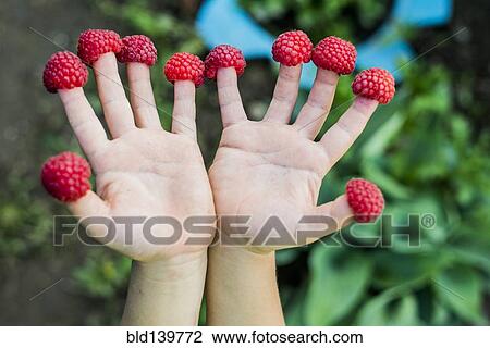 Close up of child holding raspberries on fingers View Large Photo Image Stock Image - Close up of child holding raspberries on fingers. Fotosearch