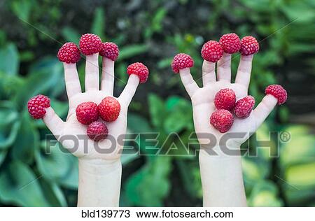 Stock Image - Close up of child holding raspberries on fingers. Fotosearch