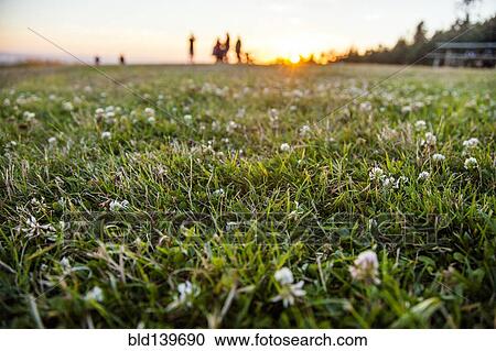 Stock Image - Close up of flowers in grassy park. Fotosearch