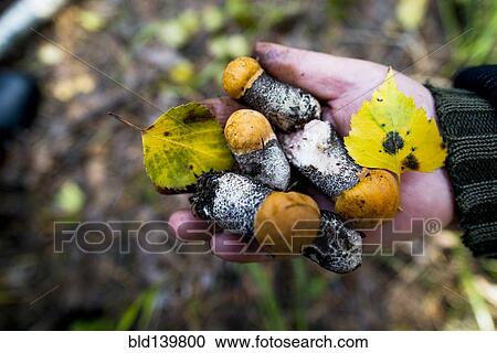 Stock Image - Close up of hand holding fungi. Fotosearch