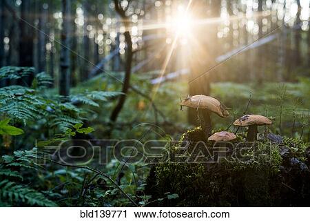 Stock Image - Close up of orange. Fotosearch
