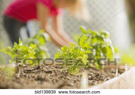 Stock Photo - Close up of plants growing in wood box in garden. Fotosearch