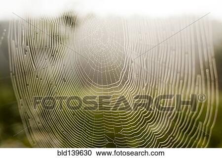 Stock Image - Close up of spider web outdoors. Fotosearch