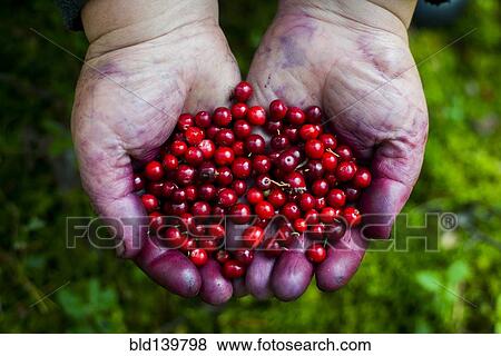 Stock Photo - Close up of stained hands holding red berries. Fotosearch