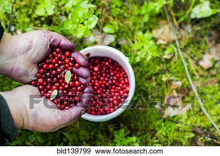 Close up of stained hands holding red berries over bowl View Large Photo Image Stock Photo - Close up of stained hands holding red berries over bowl. Fotosearch