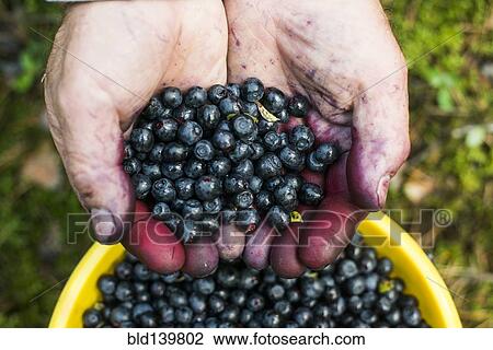 Stock Image - Close up of stained hands holding blueberries over bowl. Fotosearch