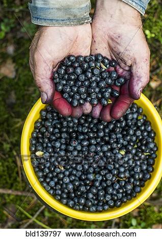 Stock Photo - Close up of stained hands holding blueberries over bowl. Fotosearch