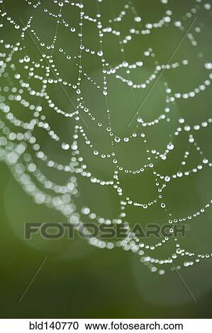 Close up of water droplets on spider web outdoors View Large Photo Image Stock Image - Close up of water droplets on spider web outdoors. Fotosearch