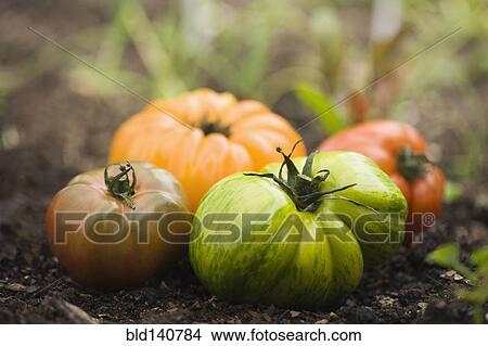 Picture - Colorful heirloom tomatoes in soil outdoors. Fotosearch