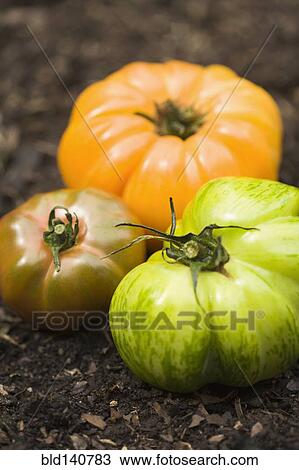 Stock Image - Colorful heirloom tomatoes in soil outdoors. Fotosearch