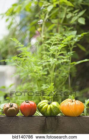 Colorful heirloom tomatoes on banister outdoors View Large Photo Image Stock Photograph - Colorful heirloom tomatoes on banister outdoors. Fotosearch