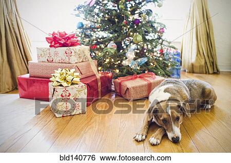 Stock Photograph - Dog laying by presents under Christmas tree. Fotosearch