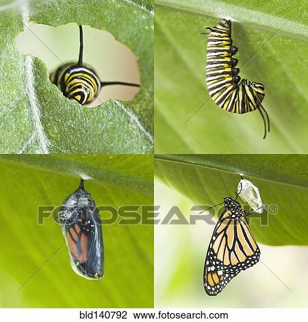 Four images of caterpillar growing into cocoon and butterfly View Large Photo Image Stock Image - Four images of caterpillar growing into cocoon and butterfly. Fotosearch