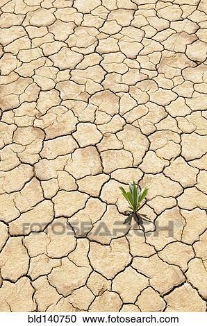 Stock Image - Green plant growing from cracked dry soil. Fotosearch
