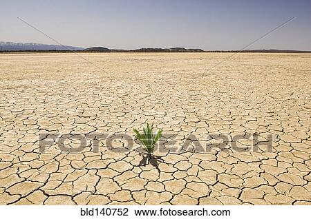 Stock Image - Green plant growing from cracked dry soil in desert landscape. Fotosearch