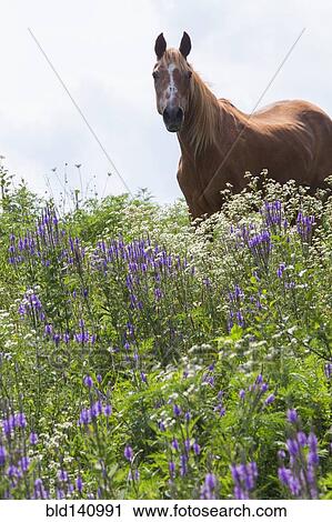 Stock Image - Horse standing in field of tall flowers. Fotosearch