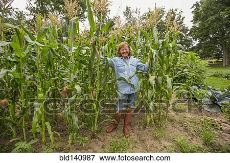Older Caucasian woman standing in corn field on farm View Large Photo Image Stock Photo - Older Caucasian woman standing in corn field on farm. Fotosearch