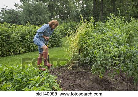 Older Caucasian woman working in garden View Large Photo Image Stock Photo - Older Caucasian woman working in garden. Fotosearch