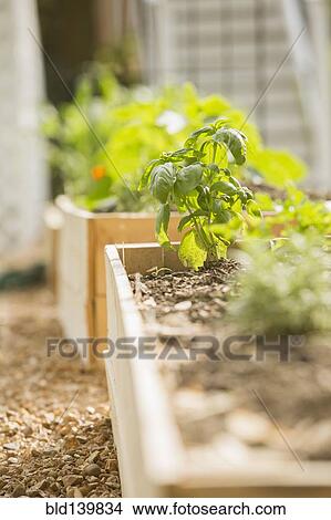 Picture - Plants growing in wood boxes in garden. Fotosearch