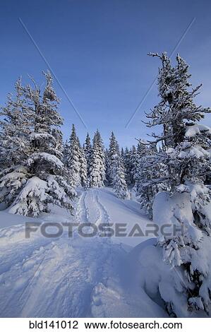 Stock Image - Tracks and trees on snowy hillside. Fotosearch