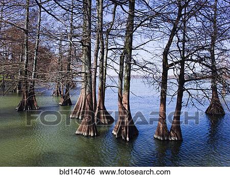Stock Photograph - Trees and exposed roots in lake. Fotosearch