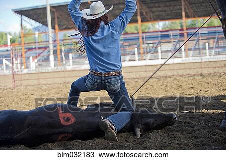 Stock Image - Caucasian cowgirl tying cattle in rodeo on ranch. Fotosearch