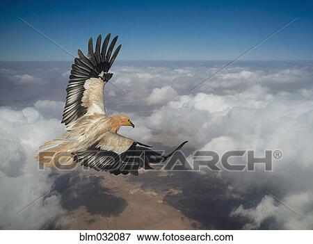 Eagle flying over clouds in sky View Large Photo Image Stock Photo - Eagle flying over clouds in sky. Fotosearch