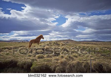 Horse standing in field of hay in rural landscape View Large Photo Image Stock Image - Horse standing in field of hay in rural landscape. Fotosearch