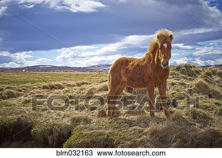 Horse standing in field of hay in rural landscape View Large Photo Image Stock Image - Horse standing in field of hay in rural landscape. Fotosearch