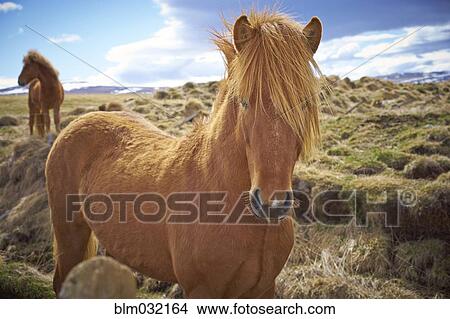 Horses standing in field of hay in rural landscape View Large Photo Image Picture - Horses standing in field of hay in rural landscape. Fotosearch