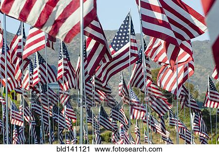 Download American flags standing in field Stock Image | bld141121 ...