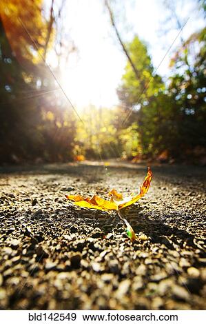 Close up of autumn leaf on dirt path View Large Photo Image Stock Photo - Close up of autumn leaf on dirt path. Fotosearch