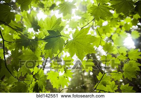 Close up of backlit green leaves on tree View Large Photo Image Stock Image - Close up of backlit green leaves on tree. Fotosearch