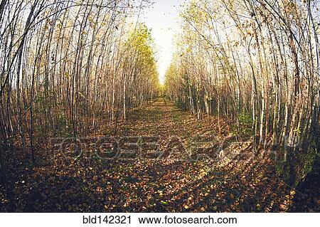 Stock Image - Fish-eye lens view of path in forest. Fotosearch