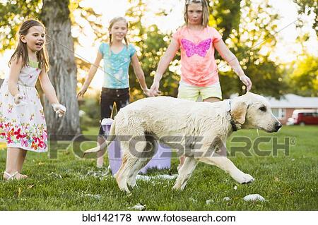 Pet dog running from bath in backyard View Large Photo Image Stock Photo - Pet dog running from bath in backyard. Fotosearch
