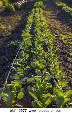 Stock Photo - Plants growing in rows in field. Fotosearch