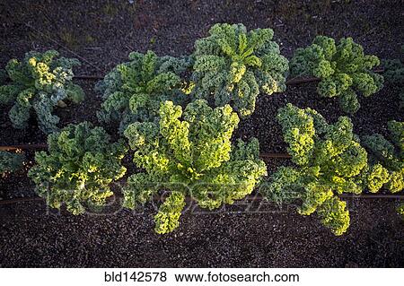 Stock Photo - Plants growing in rows in field. Fotosearch