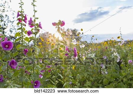 Wildflowers growing in field View Large Photo Image Stock Image - Wildflowers growing in field. Fotosearch